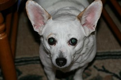 Sammi